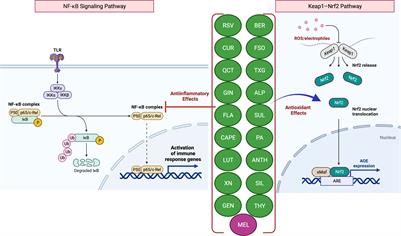 Oxidative stress, hormones, and effects of natural antioxidants on intestinal inflammation in inflammatory bowel disease